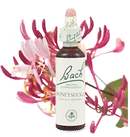 Bach Honeysuckle 20ml