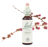 Bach Larch 20ml