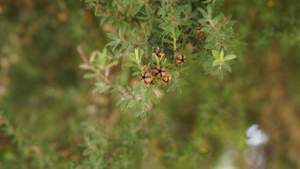 Manuka-hunaja-PUR-kauppa