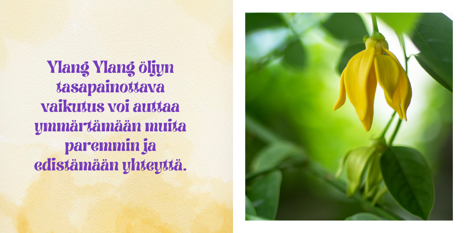 Ylang Ylang öljyn virkistävä vaikutus voi stimuloida luovuutta ja auttaa löytämään uusia ideoita.