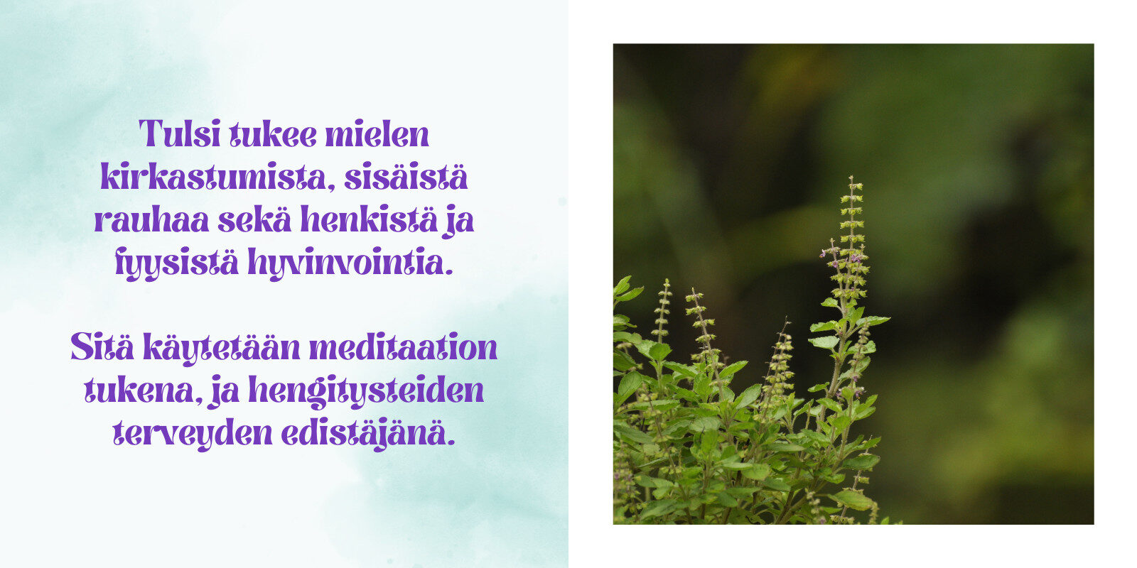 Tulsi auttaa palautumaan stressistä ja vahvistaa immuunijärjestelmää.