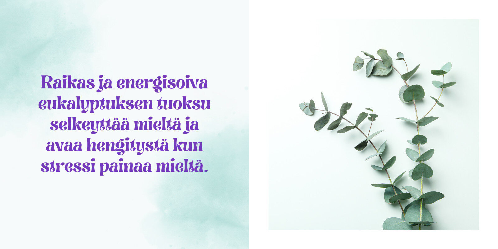 Eukalyptuksen eteetinen öljy avaa hengitysteitä