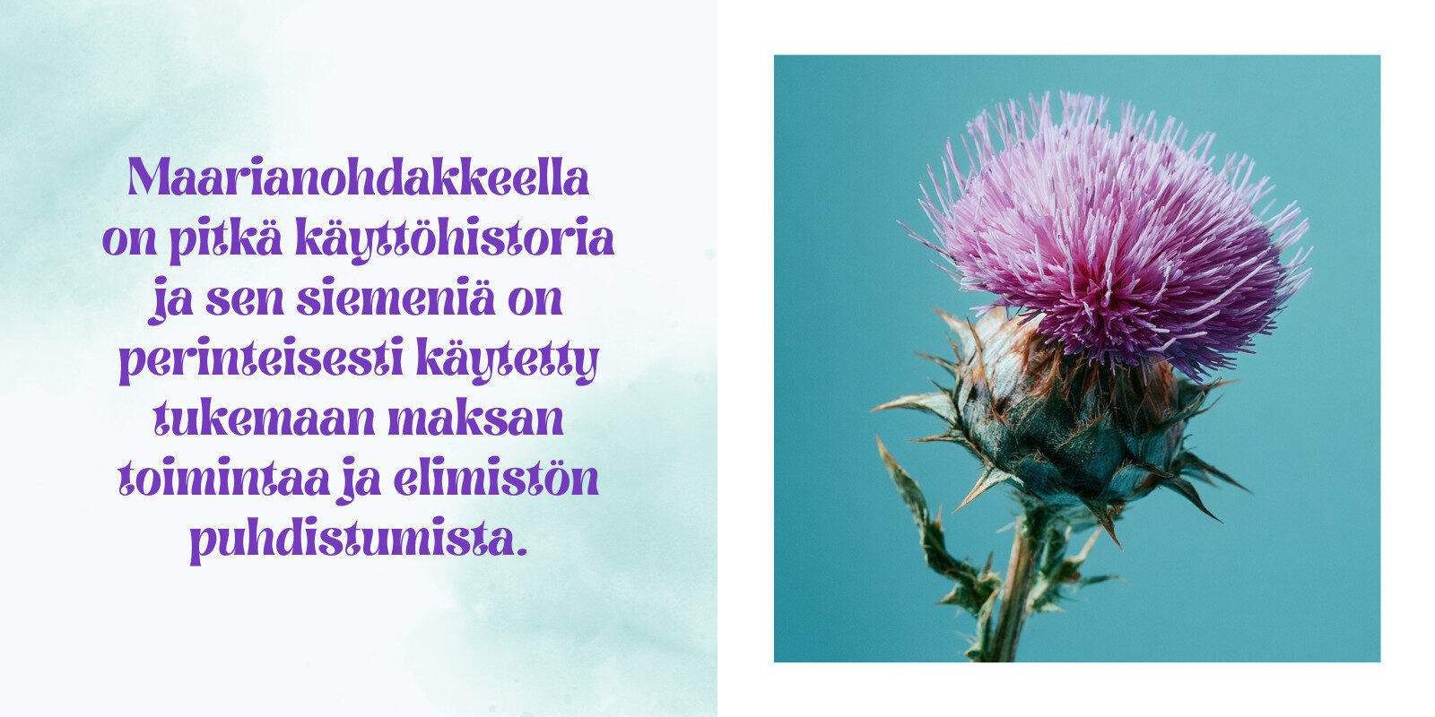 Maarianohdakekasvi on luonnollinen rohdos maksan hyvinvointiin ja kehon puhdistamiseen.