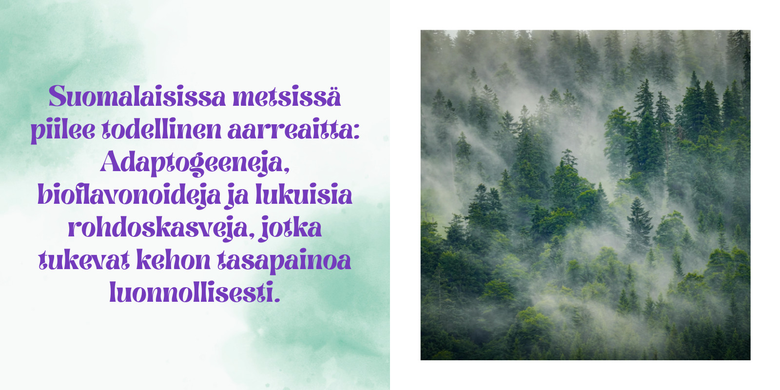 Suomalaisen metsän terveyshyödyt